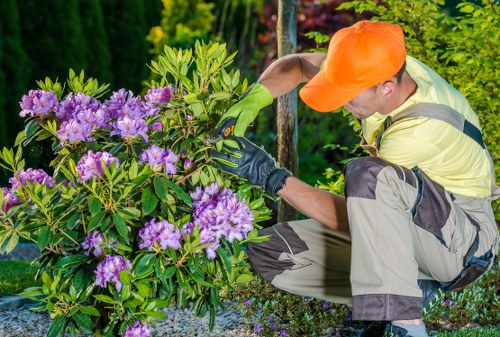 Tree pruning work in a Fulham residential garden