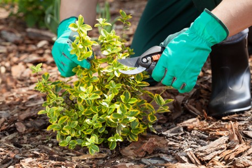 Tree Surgeons Fulham accessibility content with clear headings and support tools