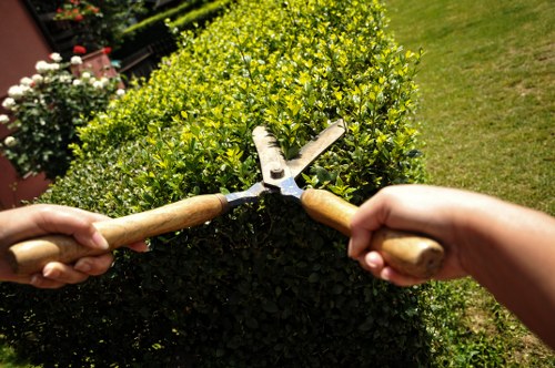 Tree surgeons assessing a mature tree in a Fulham garden for a quote