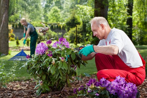 Experienced tree surgeon managing mature trees in Fulham