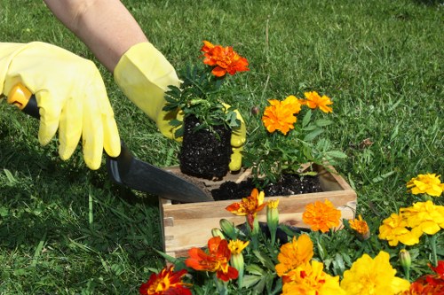 Arborist performing precision pruning in an urban garden